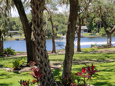 palm trees, river, and boat